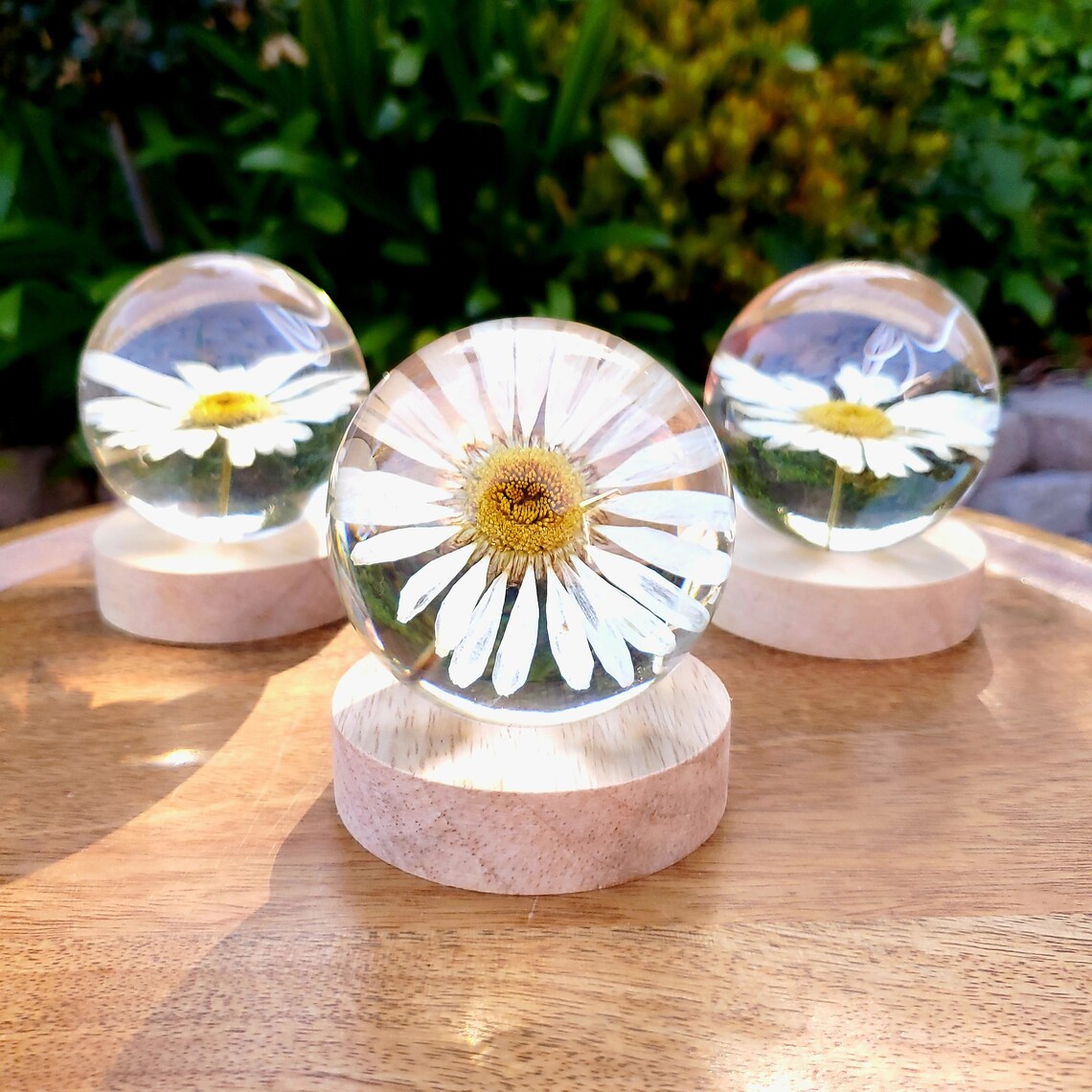 Daisy Resin Accent Light, Handmade Resin Sphere with Real Daisy Inside, Lighted Base Night Light for Nightstand Decor