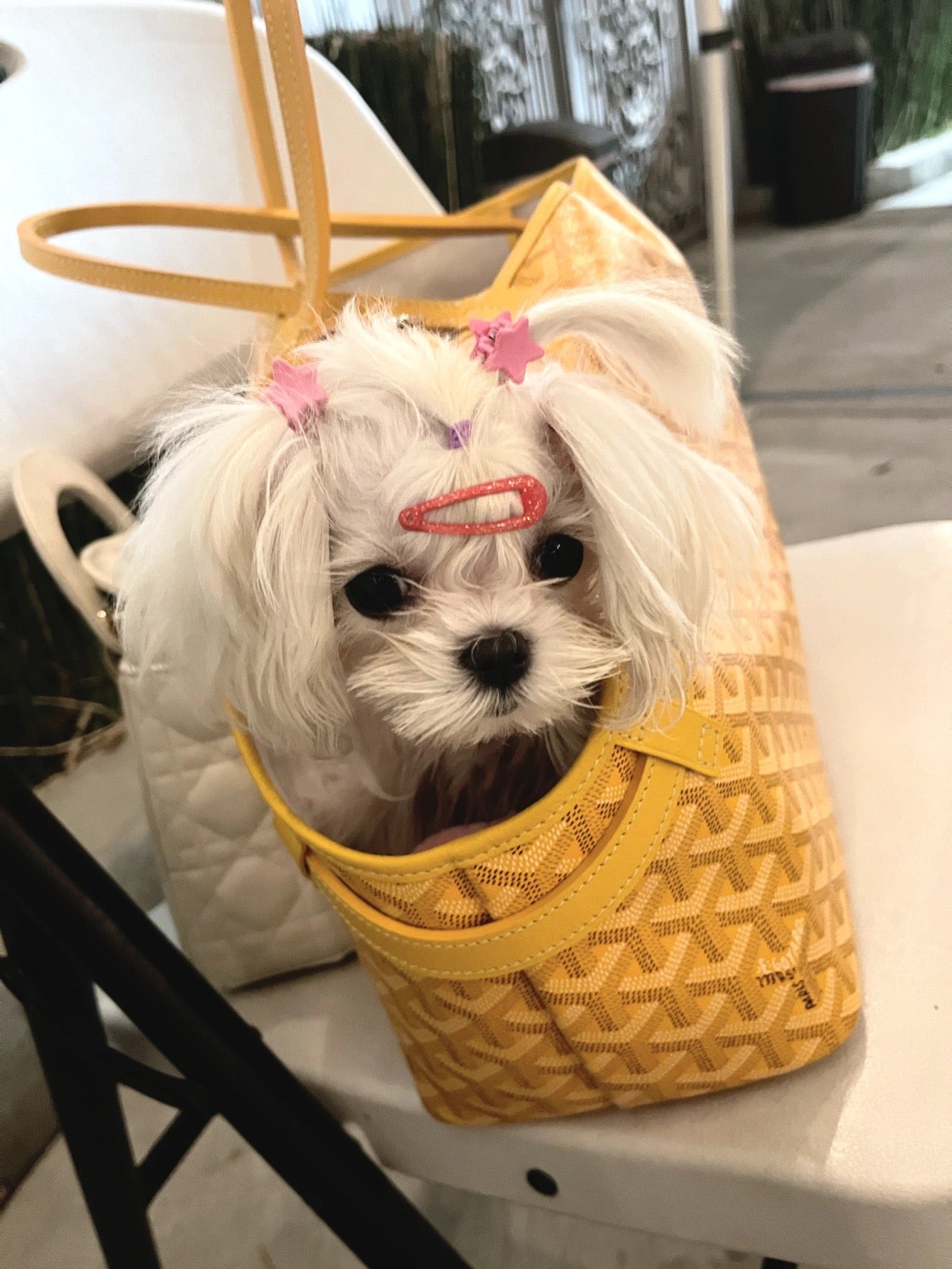 Gogy Luxury Yellow Chevron Pattern Pet Carrier Tote Bag for Small Dogs