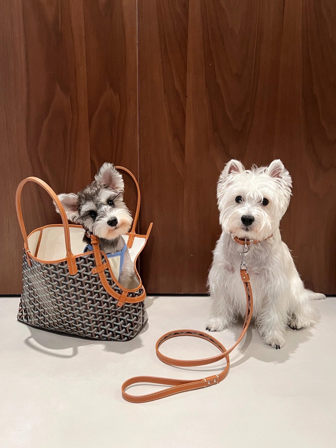 Gogy Designer Chevron Print Pet Carrier Tote Bag and Leather Dog Leash